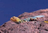 Photo of a Collared Lizard